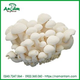 Nấm Thủy tiên Nhật trắng hộp 100g